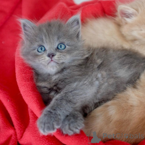 Photo №1. siberian cat - for sale in the city of Benitses | 446$ | Announcement № 172363
