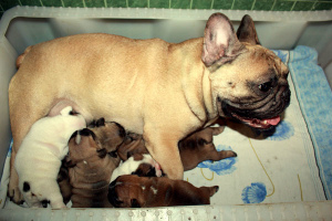 Photo №1. french bulldog - for sale in the city of Minsk | 700$ | Announcement № 335