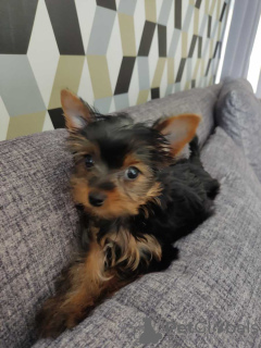 Photo №1. yorkshire terrier - for sale in the city of Дрезден | 280$ | Announcement № 119351