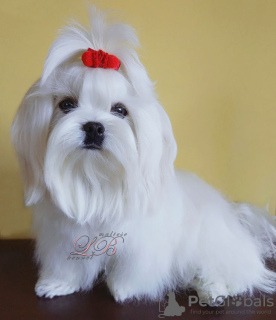 Photo №1. maltese dog - for sale in the city of Kiev | 700$ | Announcement № 62410