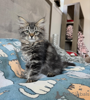 Photo №2 to announcement № 169333 for the sale of siberian cat - buy in Poland breeder