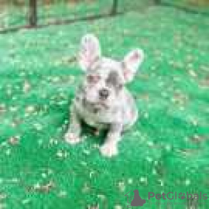 Photo №1. french bulldog - for sale in the city of Columbus | 500$ | Announcement № 128184