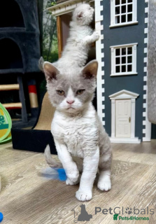 Photo №2 to announcement № 143767 for the sale of selkirk rex shorthair - buy in Austria breeder