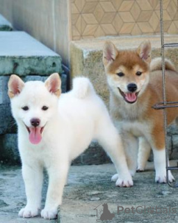 Photo №1. shiba inu - for sale in the city of London | 317$ | Announcement № 94778