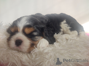 Photo №3. Cavalier King Charles Spaniel. Poland