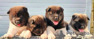 Photo №2 to announcement № 118137 for the sale of american akita - buy in Serbia 