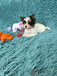 Photo №4. I will sell beaver yorkshire terrier in the city of Tbilisi. private announcement, from nursery, breeder - price - negotiated