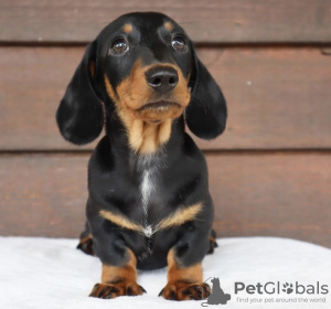 Additional photos: dachshund puppy