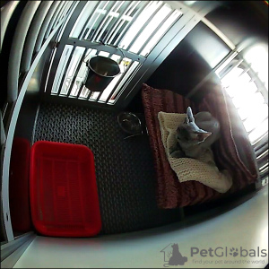 Photo №2. Services for the delivery and transportation of cats and dogs in Belarus. Price - negotiated. Announcement № 59863