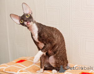 Photo №1. cornish rex - for sale in the city of Monaco | negotiated | Announcement № 173132