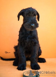 Additional photos: Giant Schnauzer Puppies