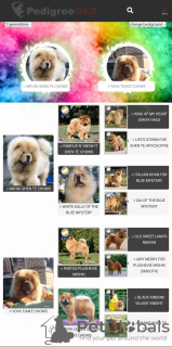 Additional photos: Chow Chow puppies for sale