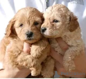 Photo №1. labradoodle - for sale in the city of Seven Hills | 317$ | Announcement № 71709