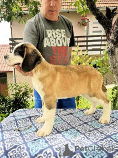 Additional photos: Saint Bernard