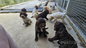 Photo №3. Lagotto Romagnolo puppies. Serbia