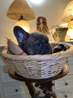 Photo №4. I will sell french bulldog in the city of Innsbruck. private announcement - price - negotiated