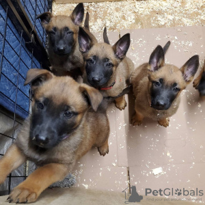 Photo №1. malinois - for sale in the city of Kajaani Castle | 454$ | Announcement № 84221