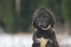 Photo №3. I will sell the puppy the Afghan hound. Russian Federation