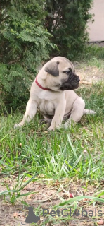 Additional photos: Bullmastiff puppies