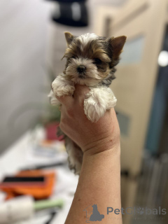 Photo №3. Cute adorable yorkie puppies for sale contact whatsapp business 447450021323. Germany