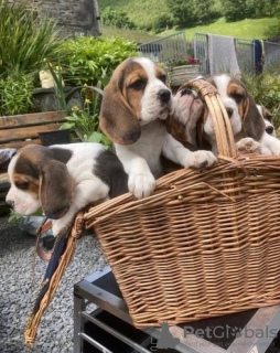 Additional photos: Pedigree Beagle puppies