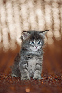 Photo №3. Maine Coon kitten. Belarus