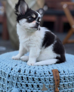 Photo №1. chihuahua - for sale in the city of Bad Kreuznach | negotiated | Announcement № 152581