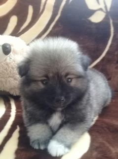 Photo №1. german spitz - for sale in the city of Anapa | Negotiated | Announcement № 3732