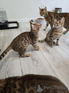 Photo №1. bengal cat - for sale in the city of Helsinki | Is free | Announcement № 154762