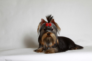 Photo №1. yorkshire terrier - for sale in the city of Kirov | negotiated | Announcement № 1644