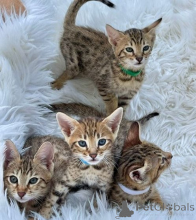 Photo №1. savannah cat - for sale in the city of Charjah | negotiated | Announcement № 158672