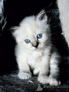 Photo №1. siamese cat - for sale in the city of Bruck an der mur | 361$ | Announcement № 171016