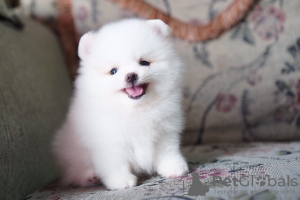 Photo №2 to announcement № 44030 for the sale of pomeranian - buy in Switzerland private announcement