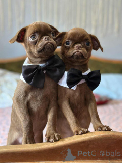 Photo №1. brussels griffon - for sale in the city of Sombor | 1412$ | Announcement № 148226