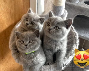 Photo №1. british shorthair - for sale in the city of Copenhague | 413$ | Announcement № 170248