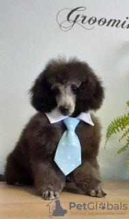 Photo №1. poodle (toy) - for sale in the city of Riga | negotiated | Announcement № 20448