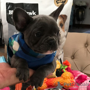 Photo №1. french bulldog - for sale in the city of Jáchymov | negotiated | Announcement № 85775