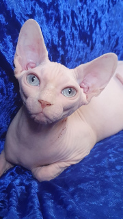 Photo №1. sphynx-katze - for sale in the city of Dnipro | 1000$ | Announcement № 6169