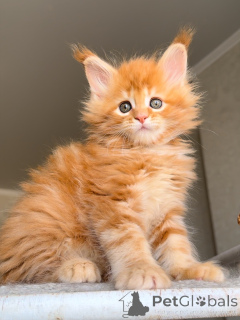 Photo №1. maine coon - for sale in the city of 'S-hertogenbosch | 568$ | Announcement № 157771