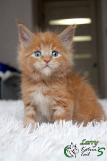Photo №2 to announcement № 6585 for the sale of maine coon - buy in Russian Federation private announcement, from nursery, breeder