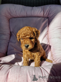 Photo №1. labradoodle - for sale in the city of Berlin | Is free | Announcement № 126163