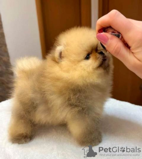 Photo №2 to announcement № 81498 for the sale of pomeranian - buy in Serbia 