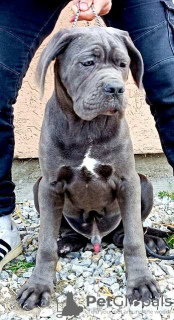 Additional photos: Cane Corso puppies