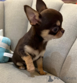 Photo №2 to announcement № 167686 for the sale of chihuahua - buy in Germany breeder