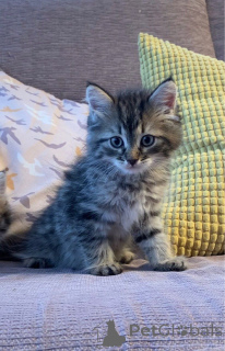 Photo №3. Very cute male and female Siberian Kittens. Netherlands