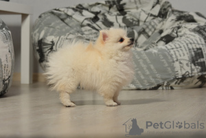 Photo №1. pomeranian - for sale in the city of Warsaw | 1092$ | Announcement № 10484