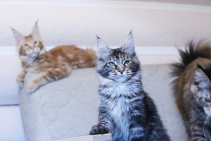 Additional photos: Maine Coon girl from the world champion. tortie silver marble
