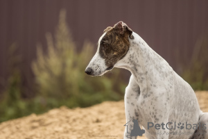 Additional photos: Greyhound puppy