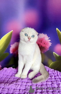 Photo №2 to announcement № 63220 for the sale of scottish fold - buy in Ukraine breeder