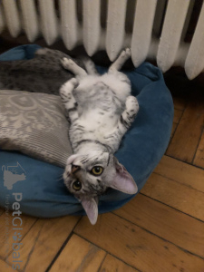 Additional photos: EGYPTIAN MAU KITTENS